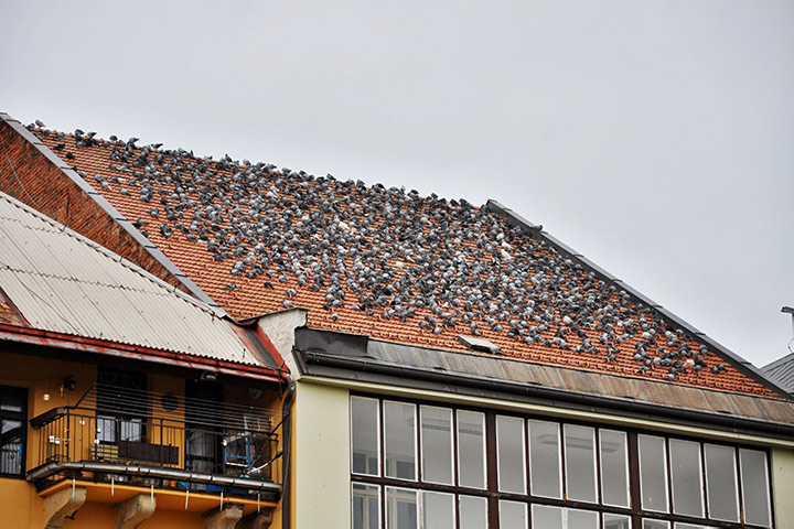 A2B Pest Control are able to install spikes to deter birds from roofs in Sunderland. 