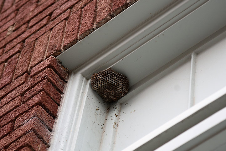 We provide a wasp nest removal service for domestic and commercial properties in Sunderland.